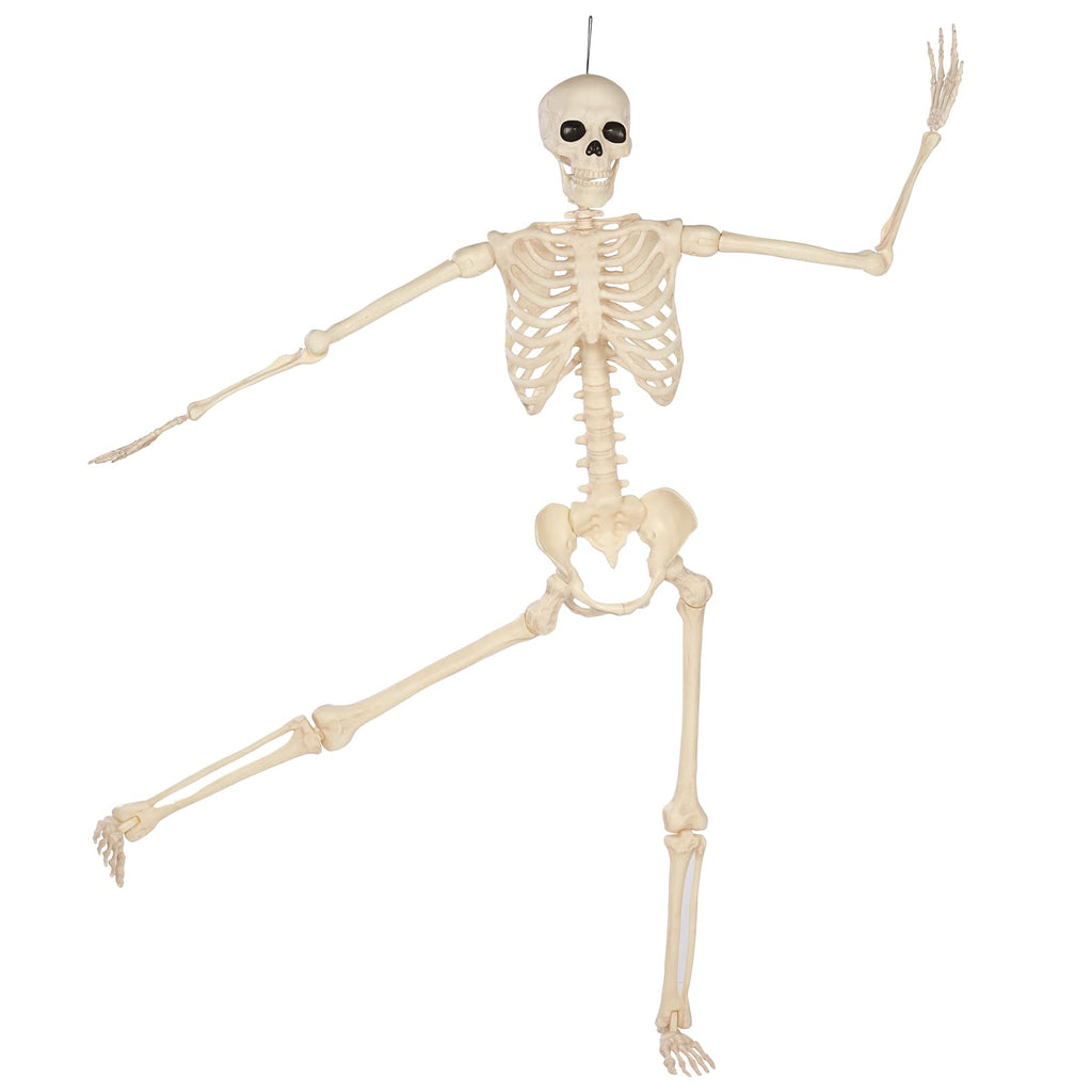 5 Ft Life-Size Full Body Skeletons A619
