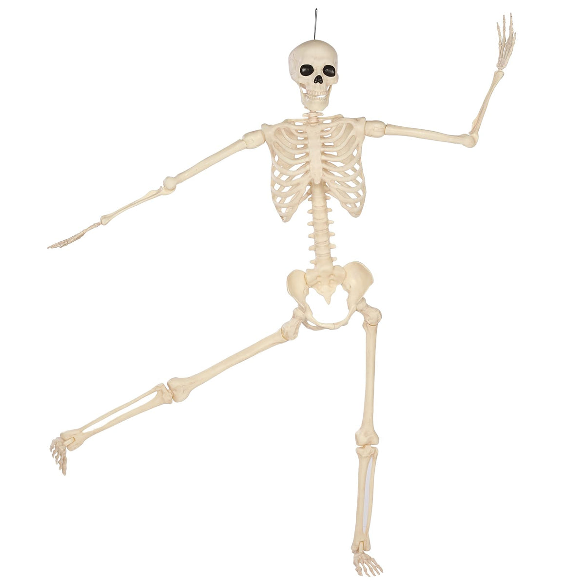 5 Ft Life-Size Full Body Skeletons A619