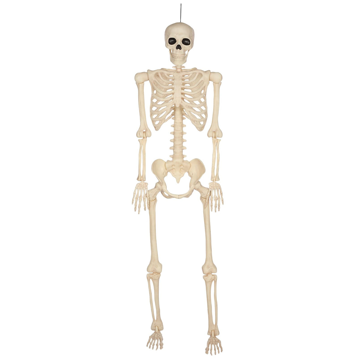 5 Ft Life-Size Full Body Skeletons A619