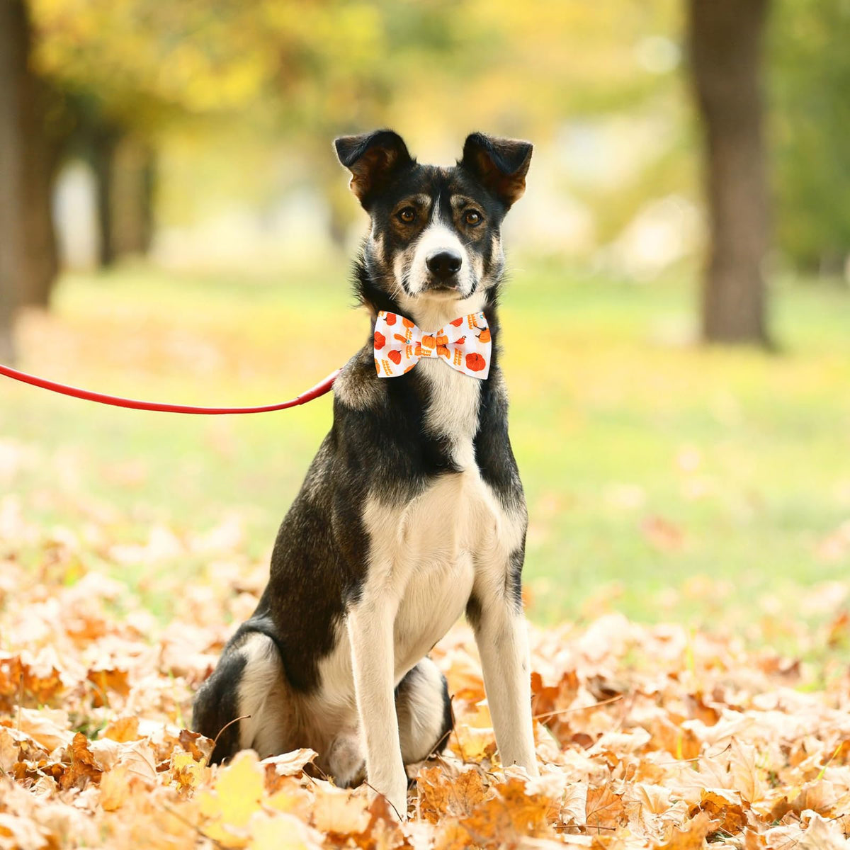 60 Pcs Dog Collar Bow Ties E566904