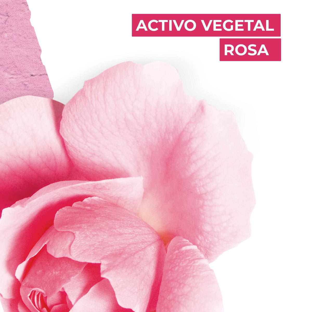 Rose EDT Spray 100 ml R206104
