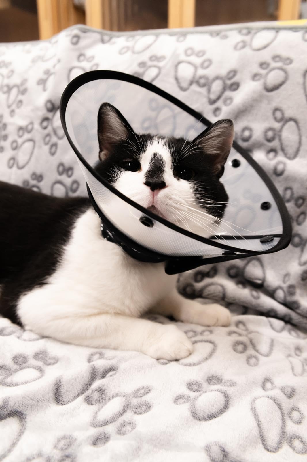 Black Medium Cat Cone Collar M86096